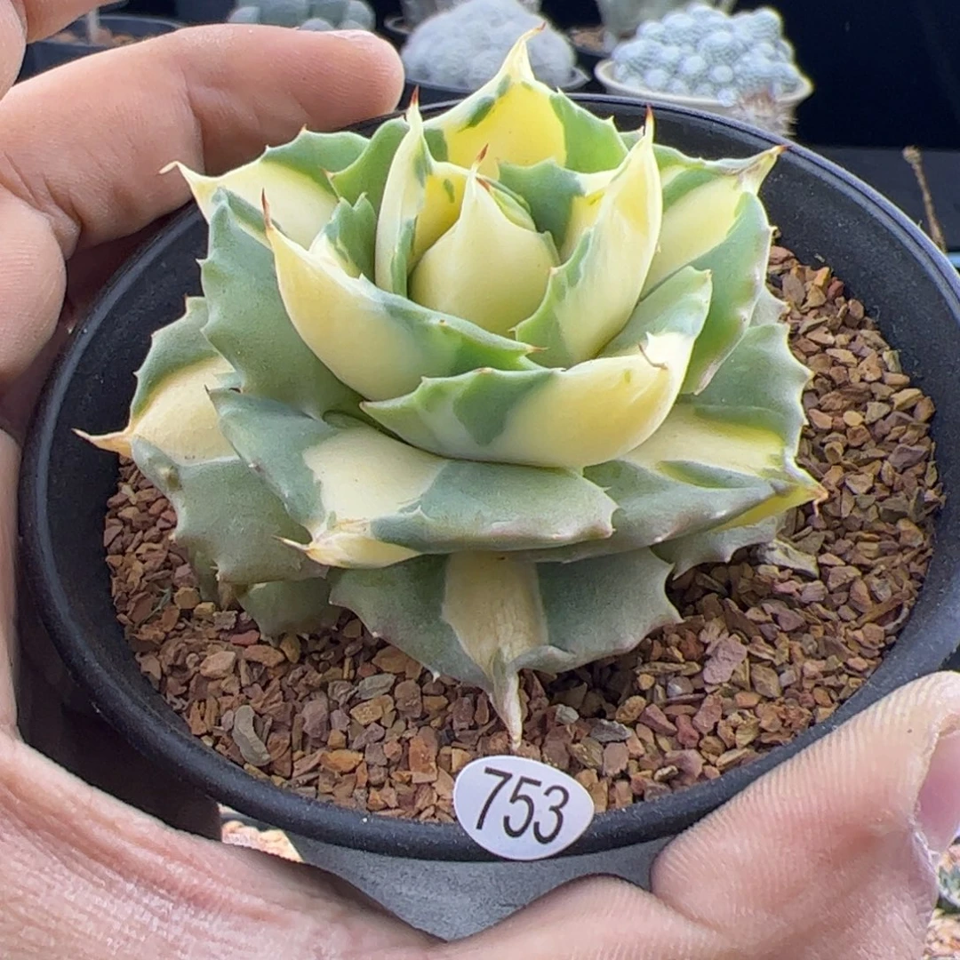 厚叶黄中斑龙舌兰一物一拍753