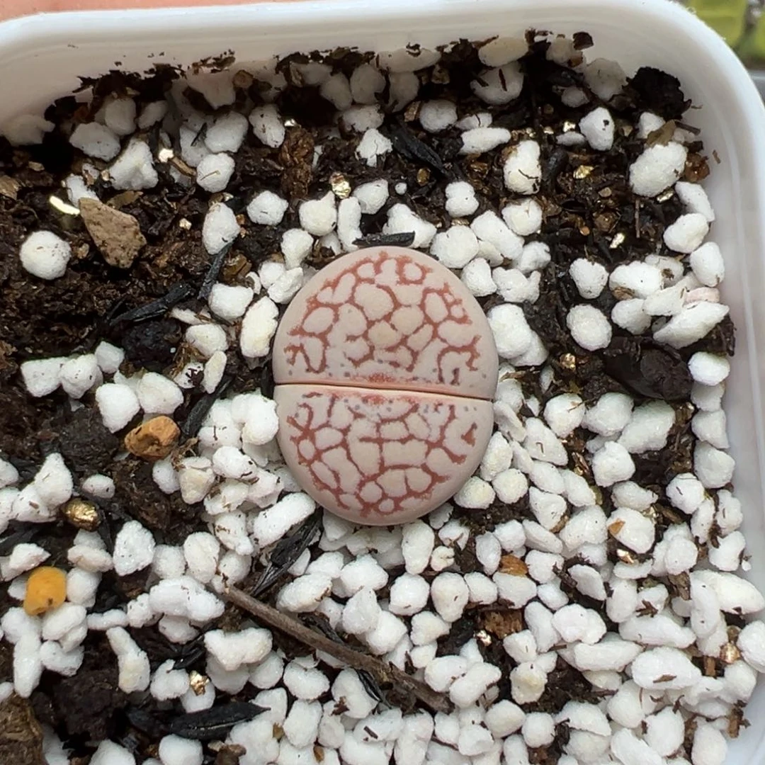 【闪购商品】487……