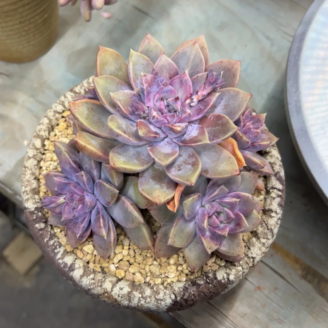 莲***花紫薇补差价10 零零多肉植物