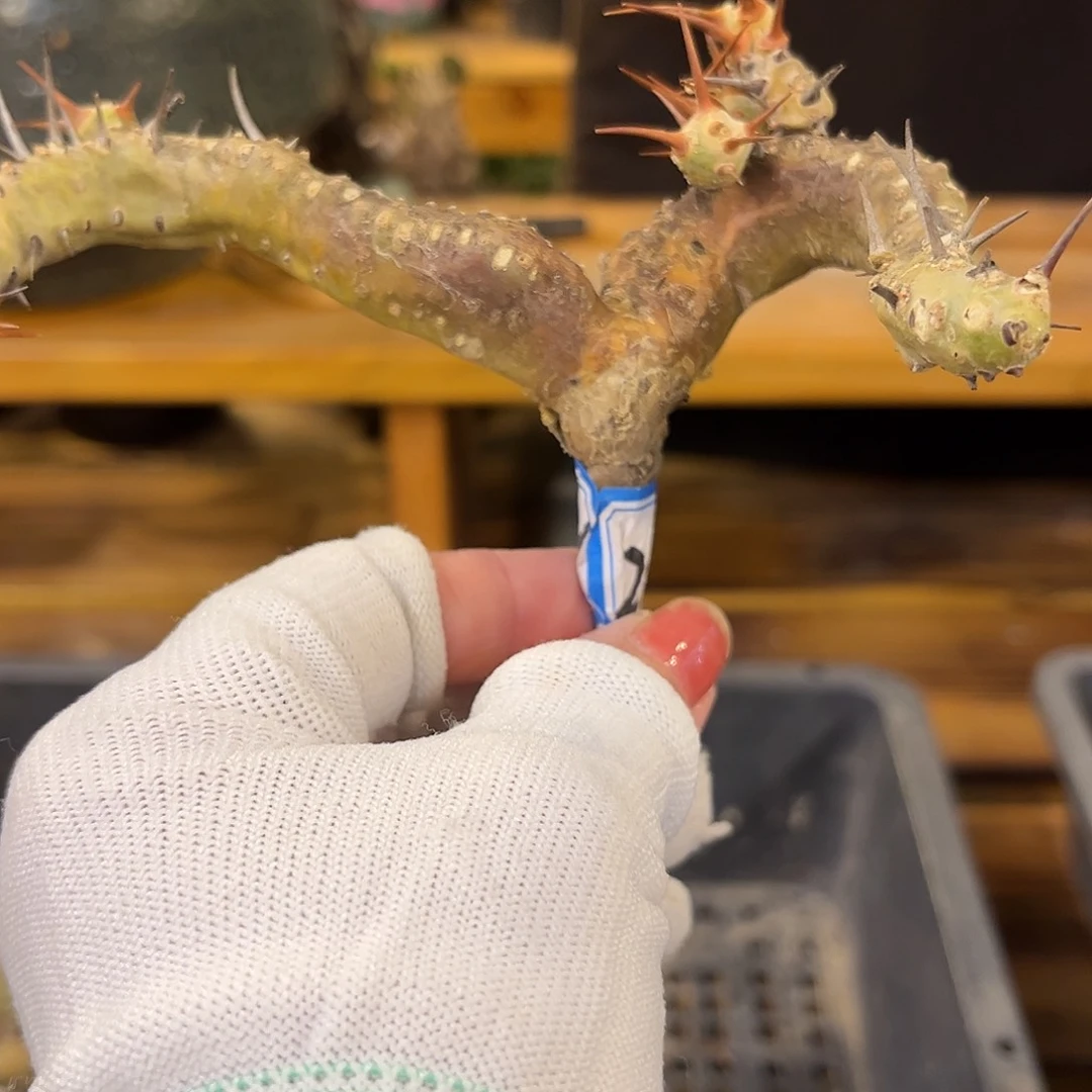 S***N汤圆植物刺月界补差价