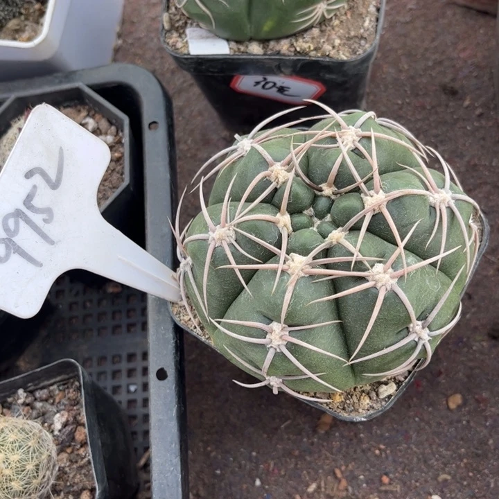 小119补价5元要119那棵