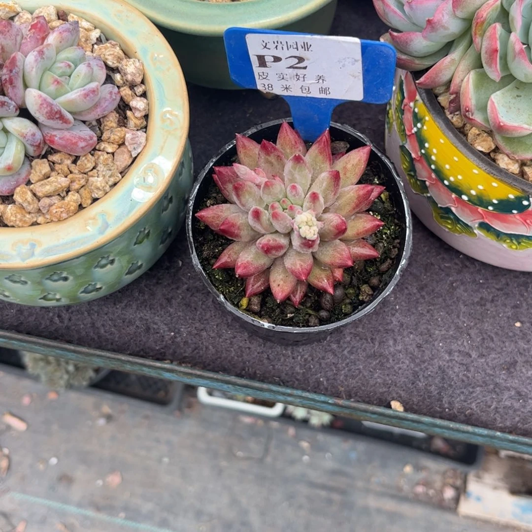 曾*多肉植物11111