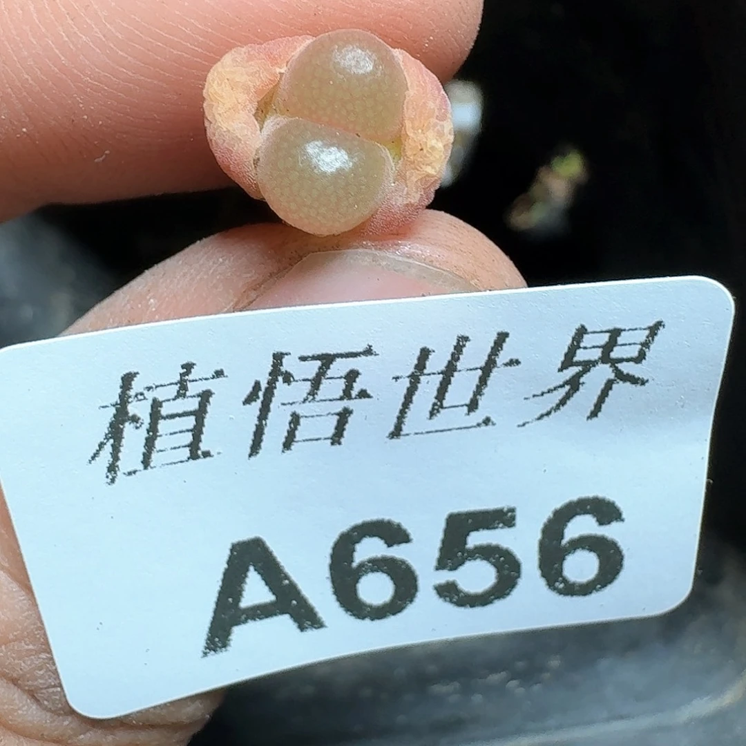656号多肉植物哇f c