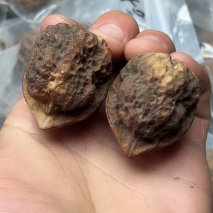 核桃38号七彩妖将42