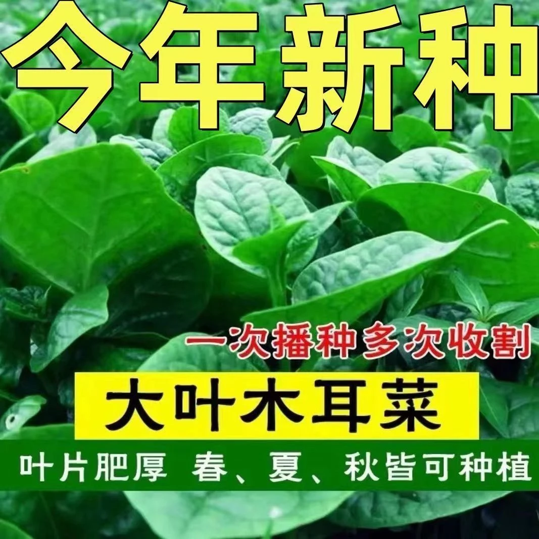 大叶木耳菜种子高钙肉厚耐热高温四季室外阳台盆栽当年蔬菜新种子