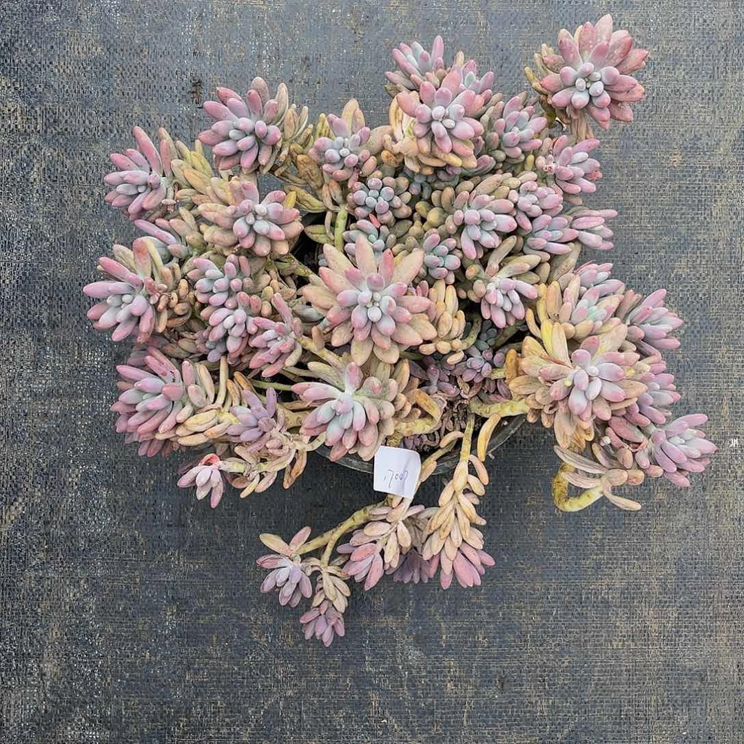 啊*粉色恋人群17047