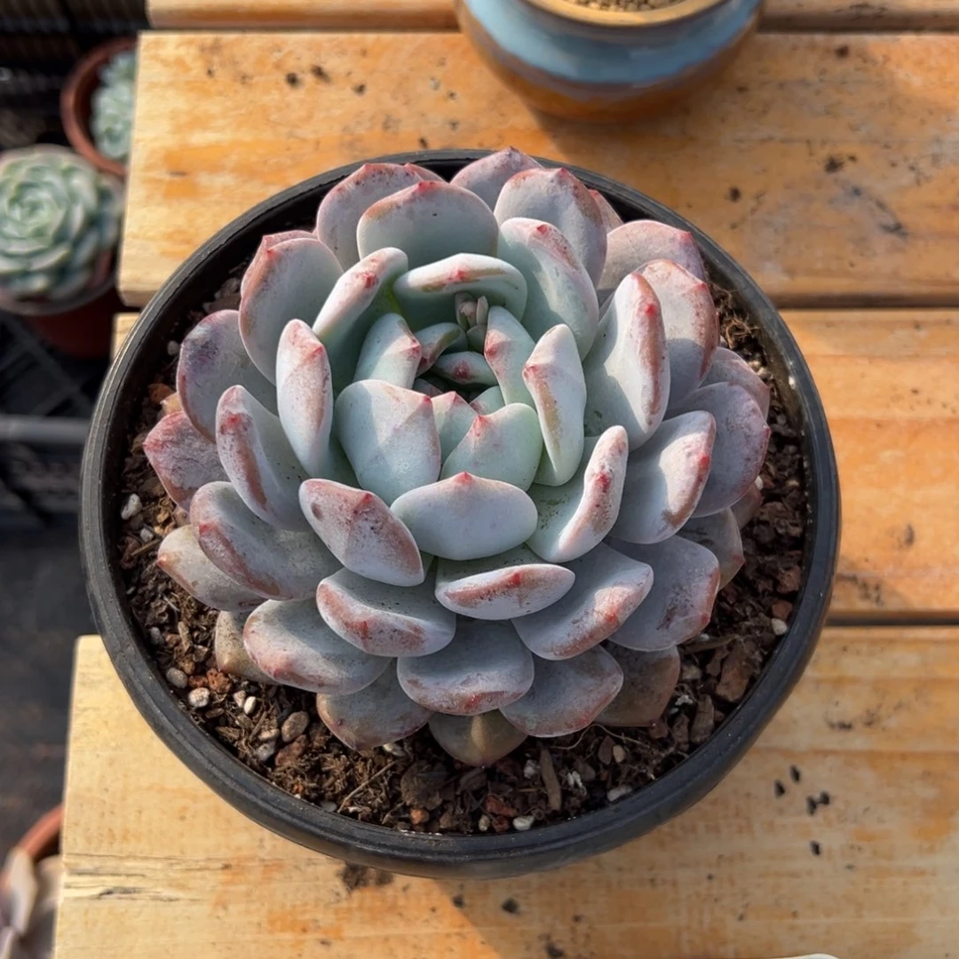 多肉植物单头橙子