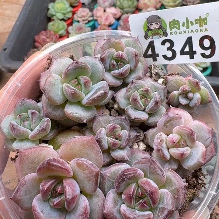多肉植物多肉植物