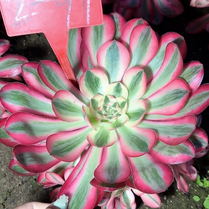 2-91爱丽丝多肉法师