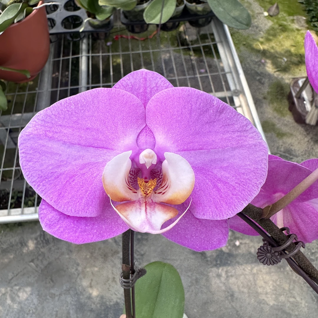 【大安娜3.5寸】蝴蝶兰鲜花盆栽
