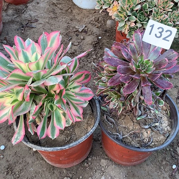 无花朵132女巫➕紫霞南