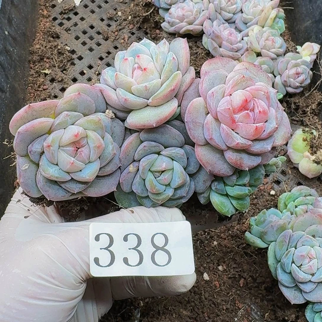 熊***u多肉植物多肉植物338