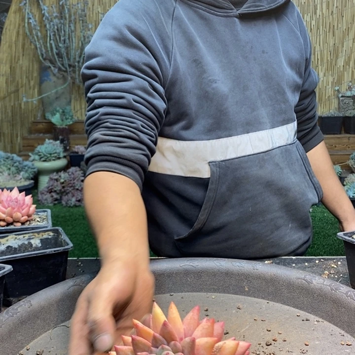 3***5914 号米其林多肉植物