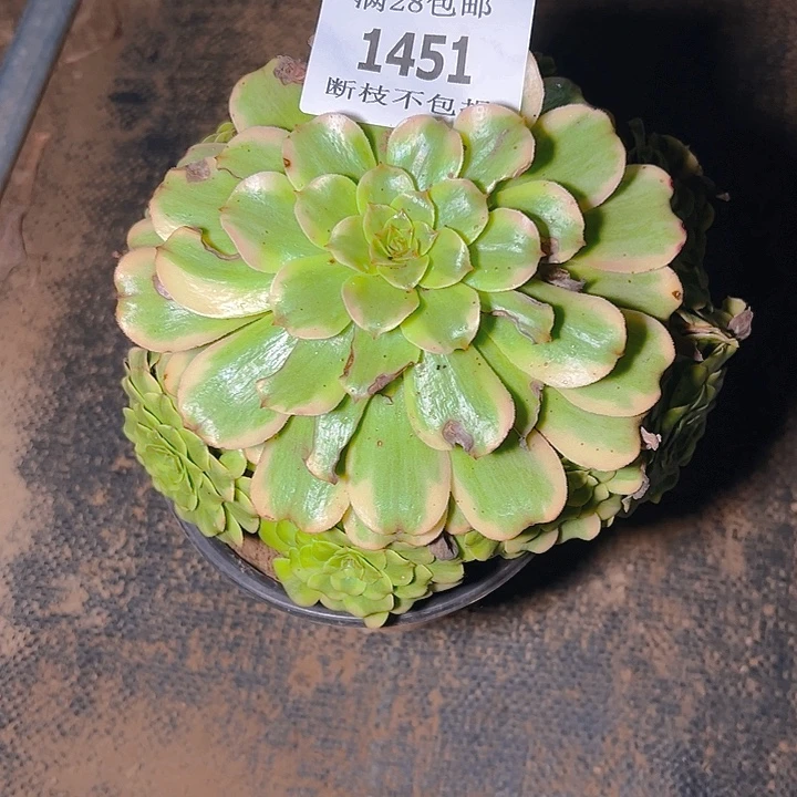 1451粉体舞天姬多肉植物