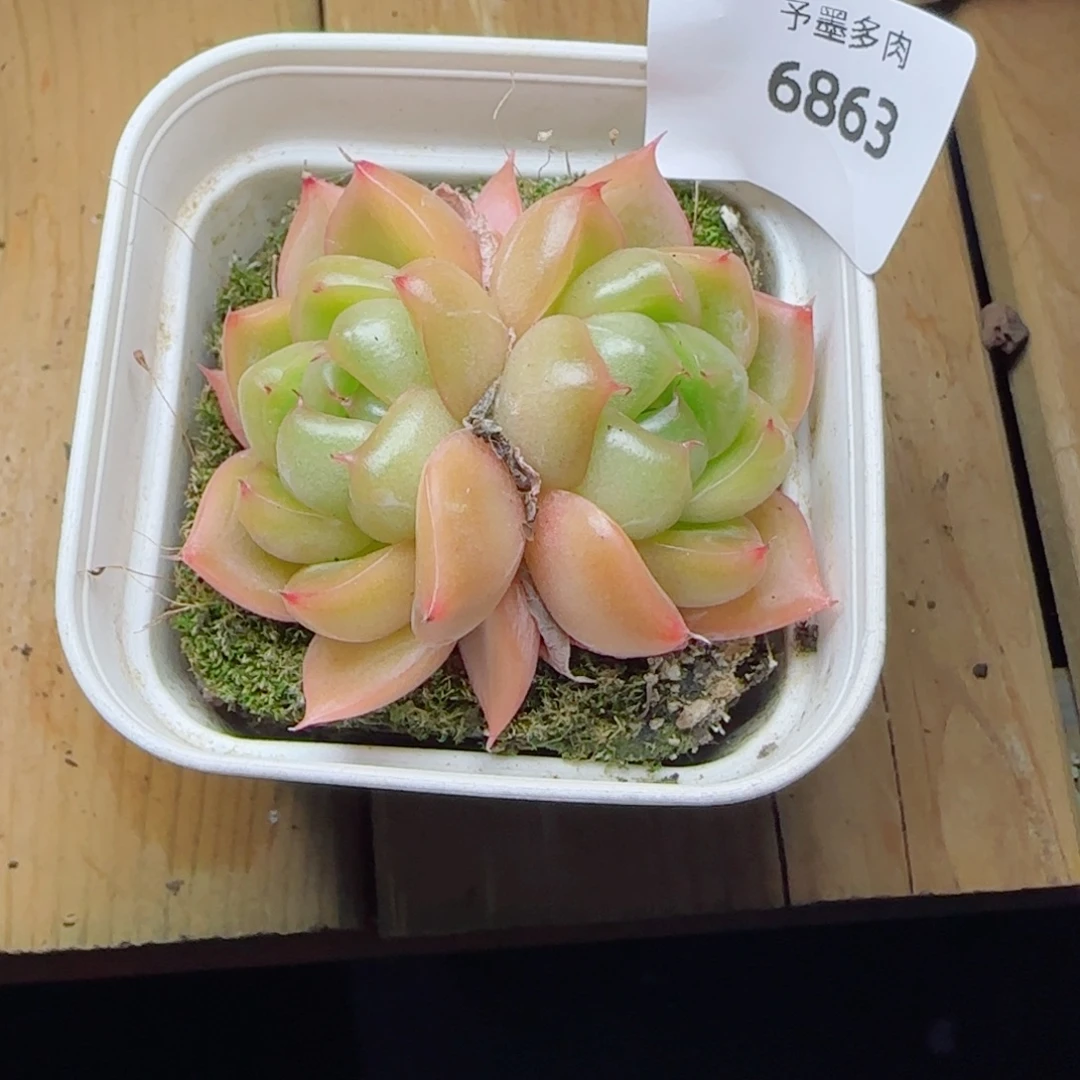 翡翠珍妮，6863多肉植物