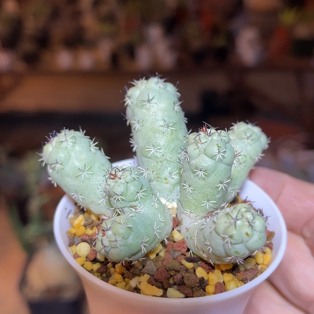 大尤帝王丸一物一拍