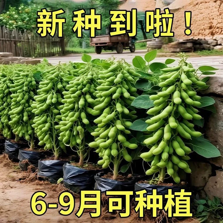九月鲜毛豆种子大粒晚熟重阳豆种孑青皮豆菜毛豆种孓蔬菜种籽高产