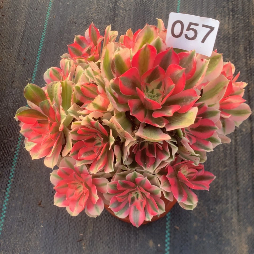 057女妖多多肉植物