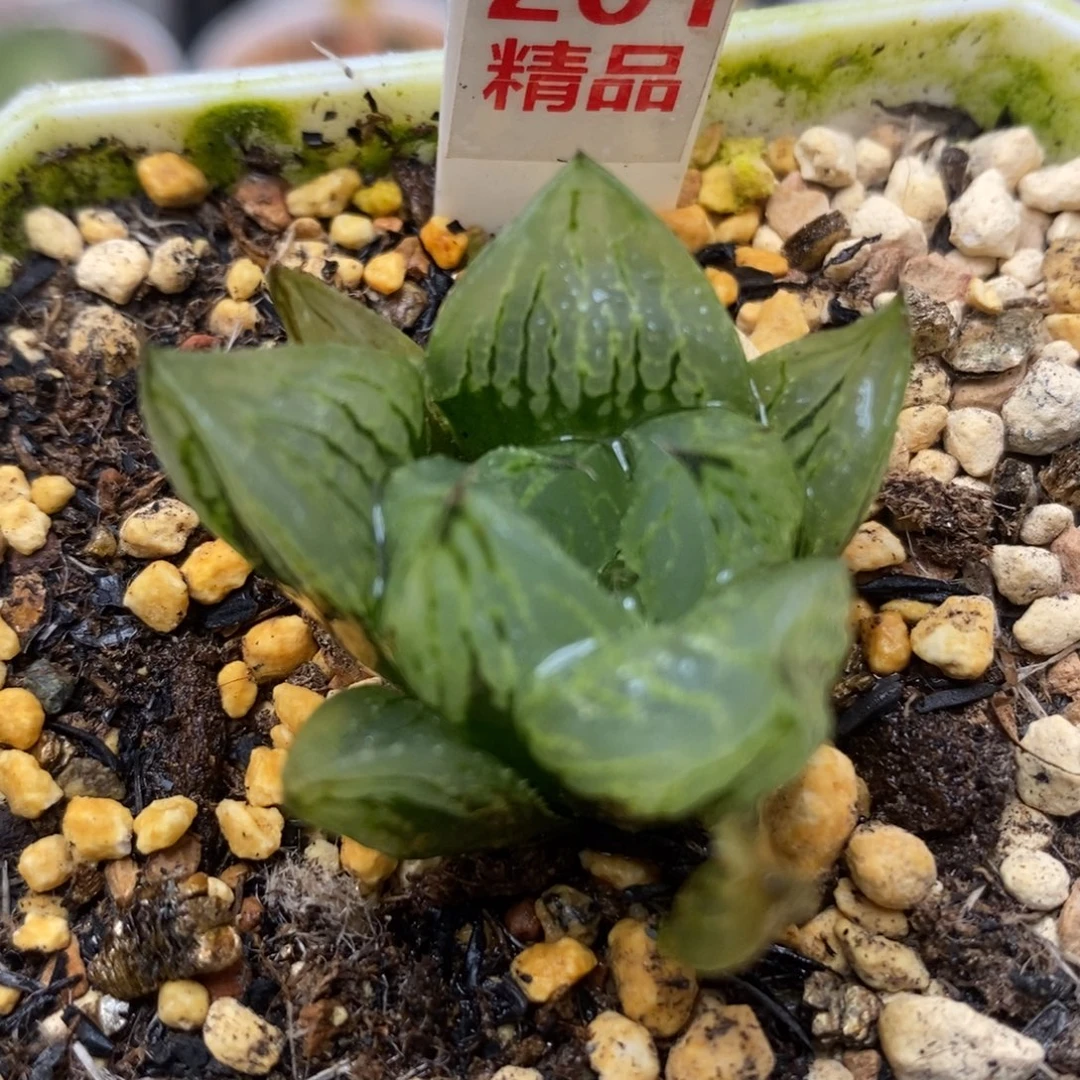 201冰淇淋一物一拍