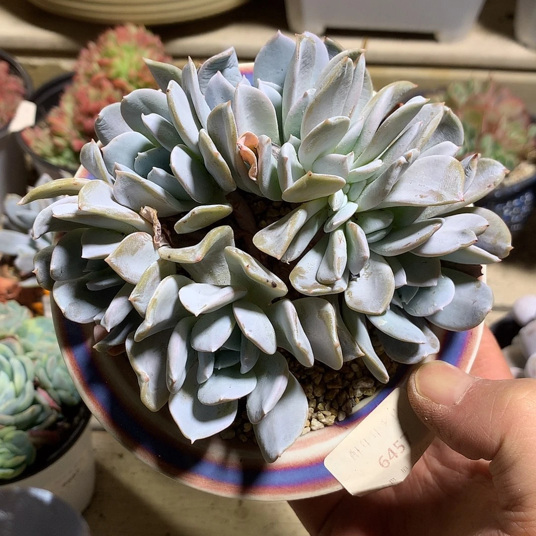 6457雪特缀化一颗12厘米