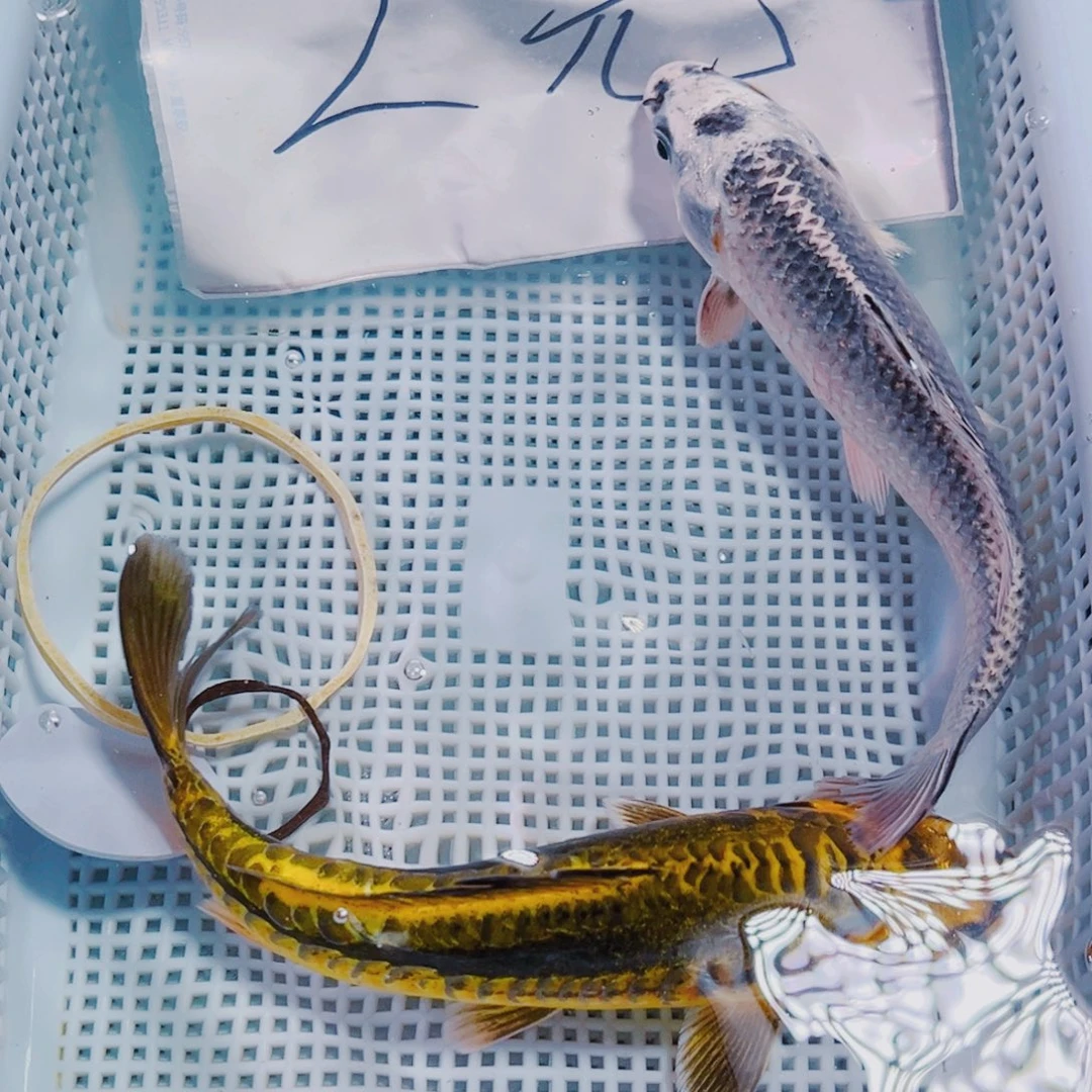 锦鲤181 锦鲤观赏鱼冷水