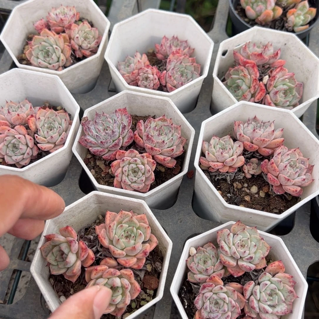 沙罗姬牡丹群一颗量拍多肉满18元包邮下午发