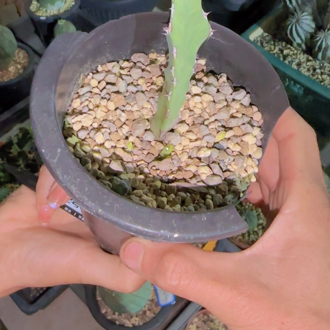 ****人块根植物块根植物