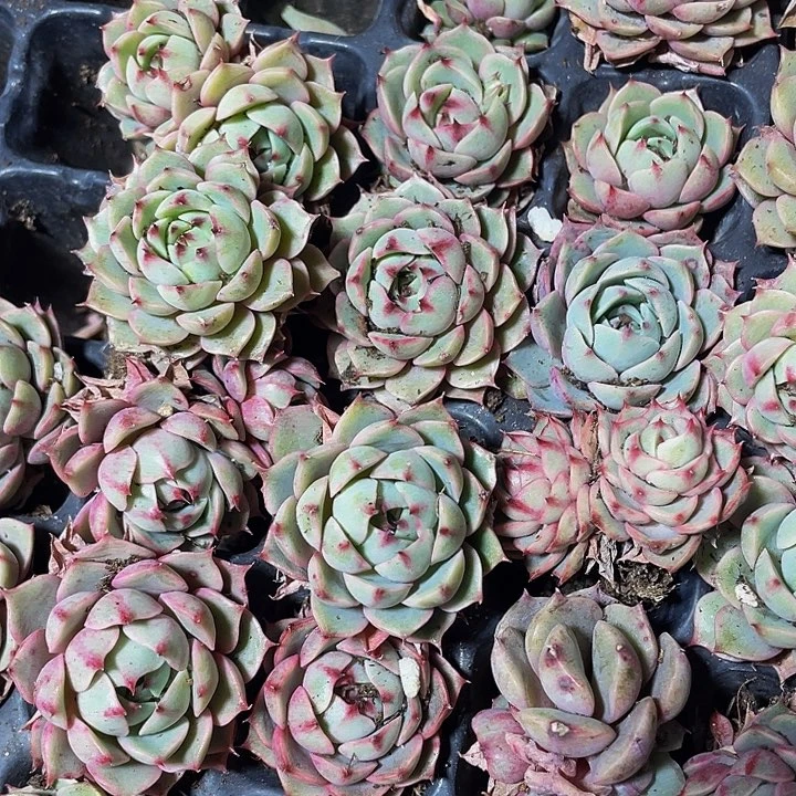 小笨吧1元带土发