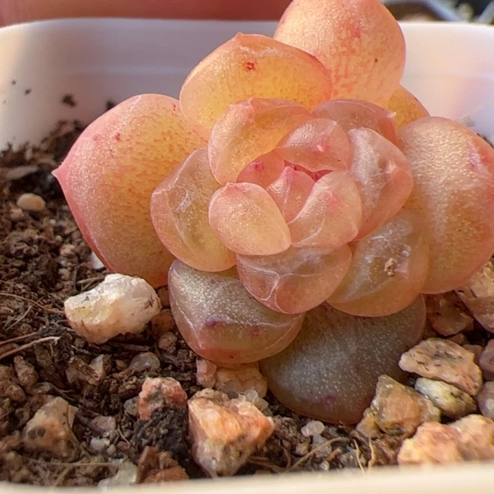 开播福利，一物一拍，精品糖心