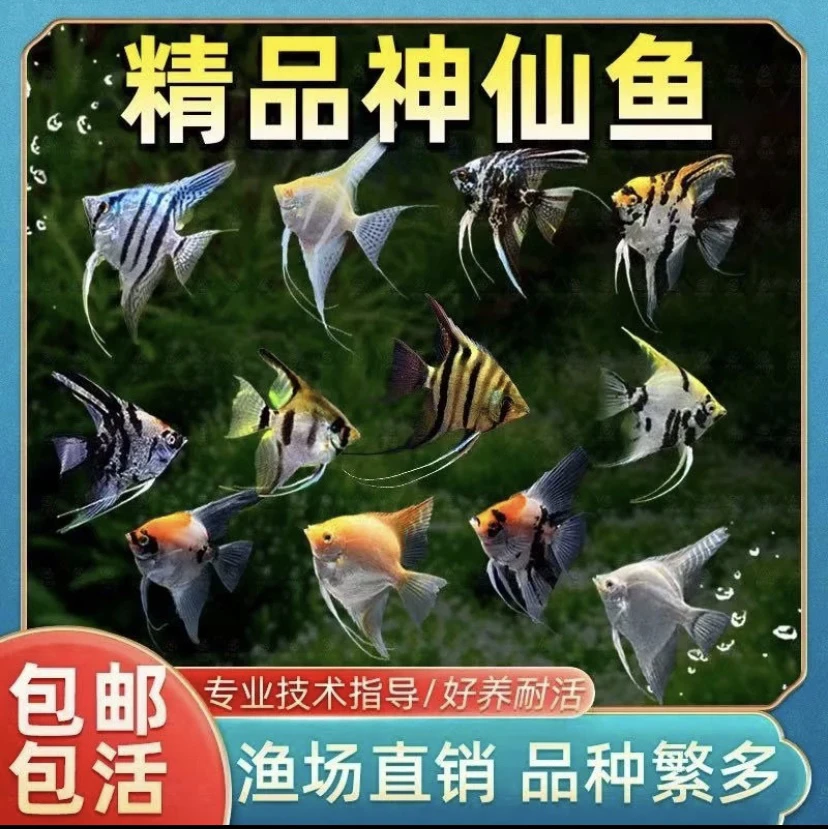 精品燕鱼混搭组合