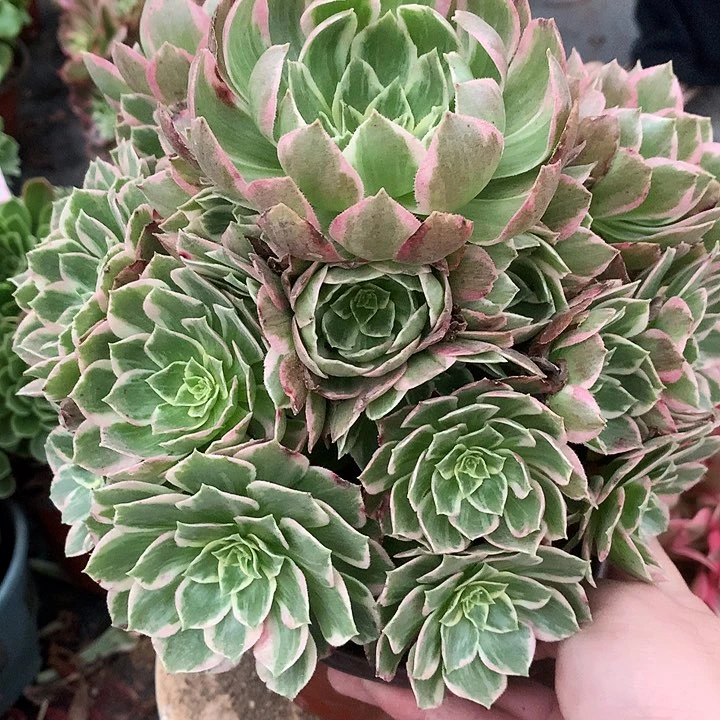 586水蜜桃多肉植物