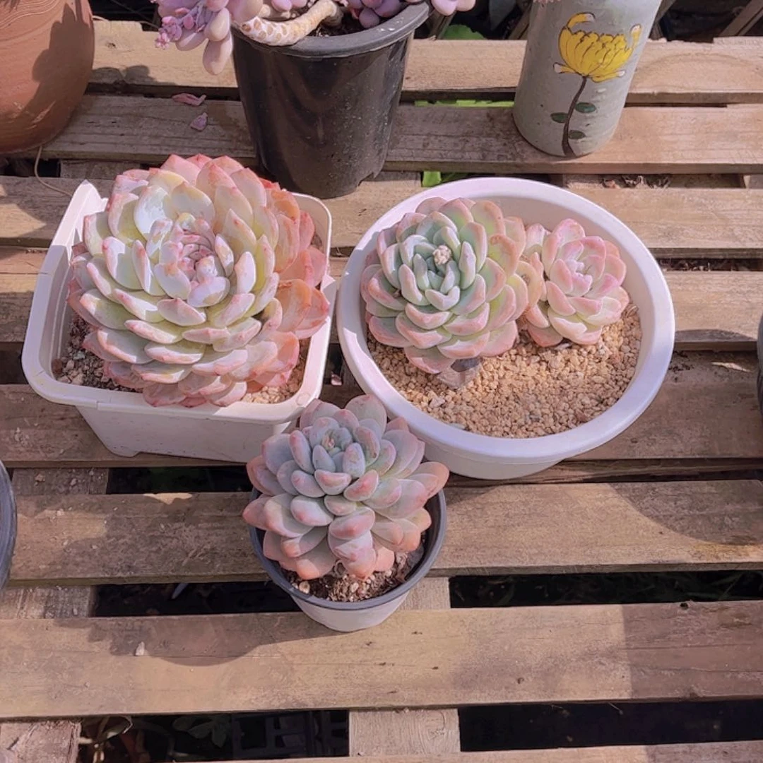 多肉LCD桩多肉老桩