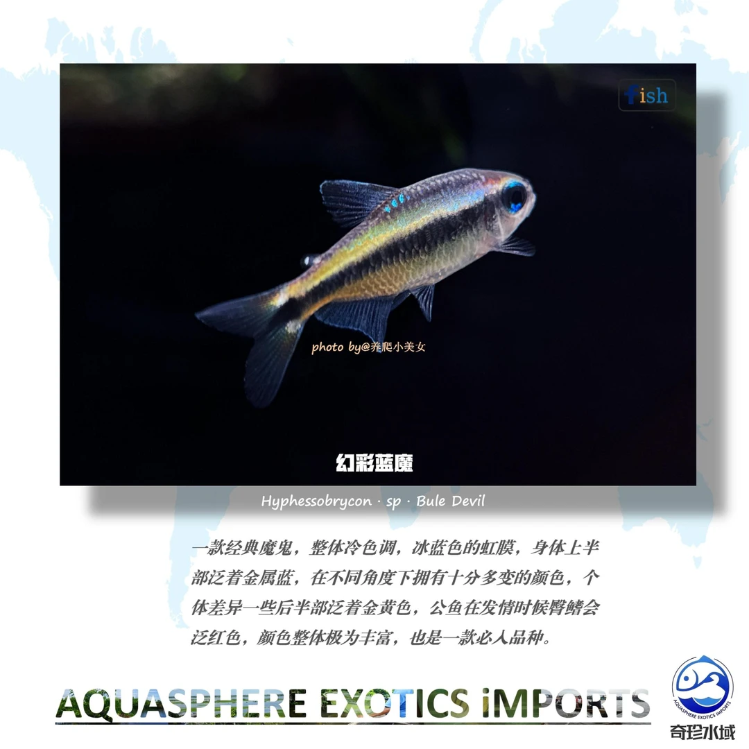 【奇珍水域】幻彩蓝魔鬼