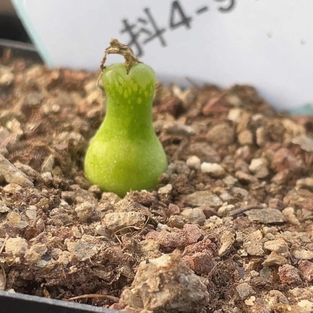 4-94大型小葫芦多肉植物