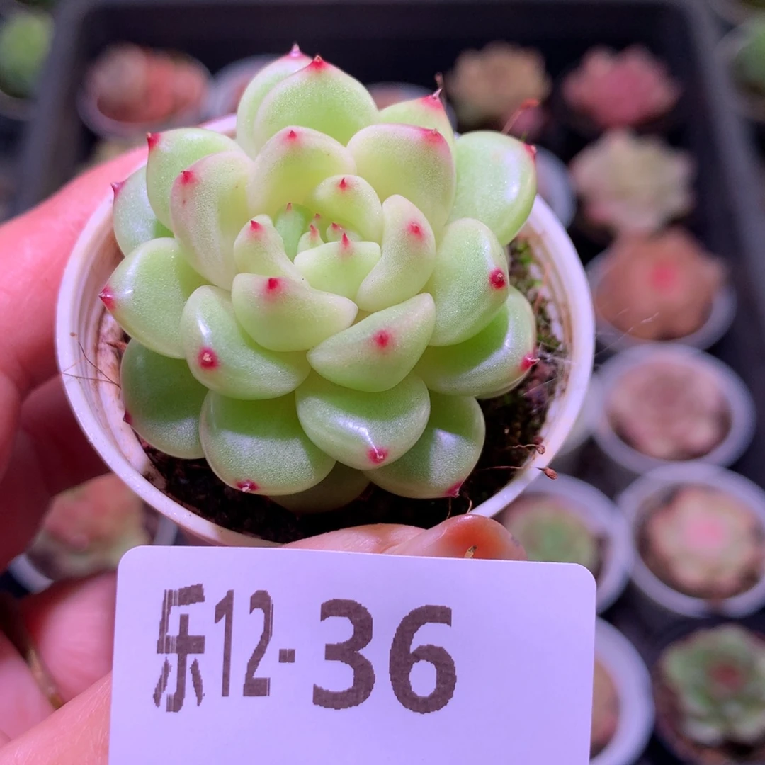 乐然12-36 新品单头