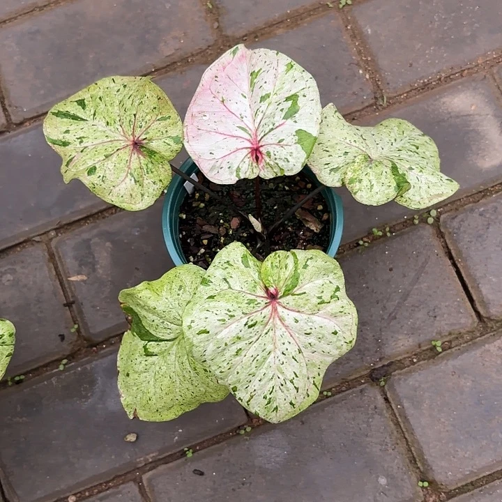 薄荷糖泰国彩叶芋45-0619