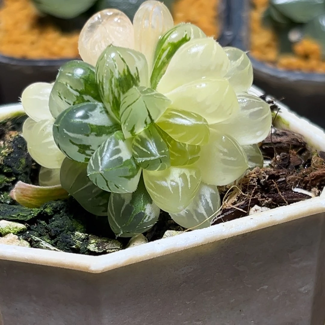 恭喜发财大吉大利609