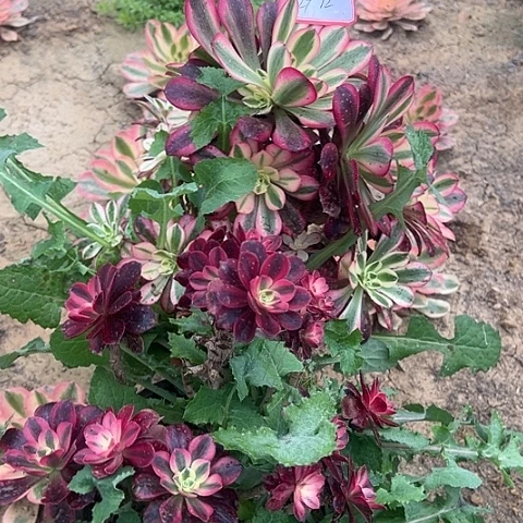 多肉植物美杜莎29号