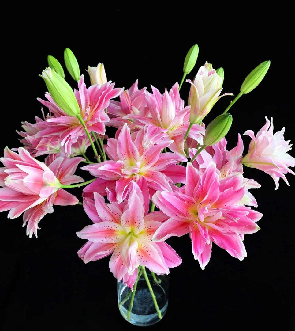 重瓣百合朱莉亚 东北基地新鲜采摘发货