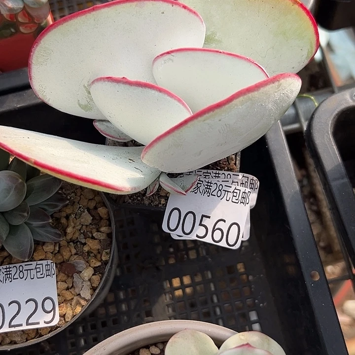 幸运的是你能给我们一份