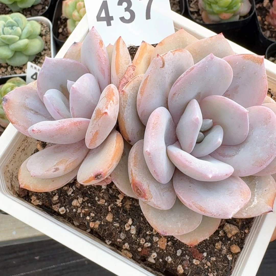 奶茶老桩韩版         多肉植物