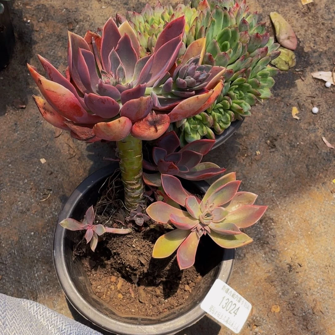 闲***致紫气东来13024多头