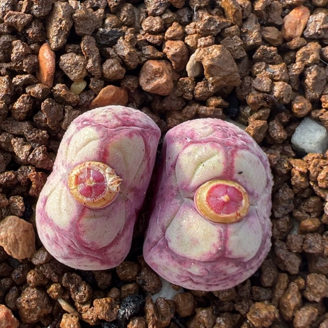 399多肉植八重亘姬