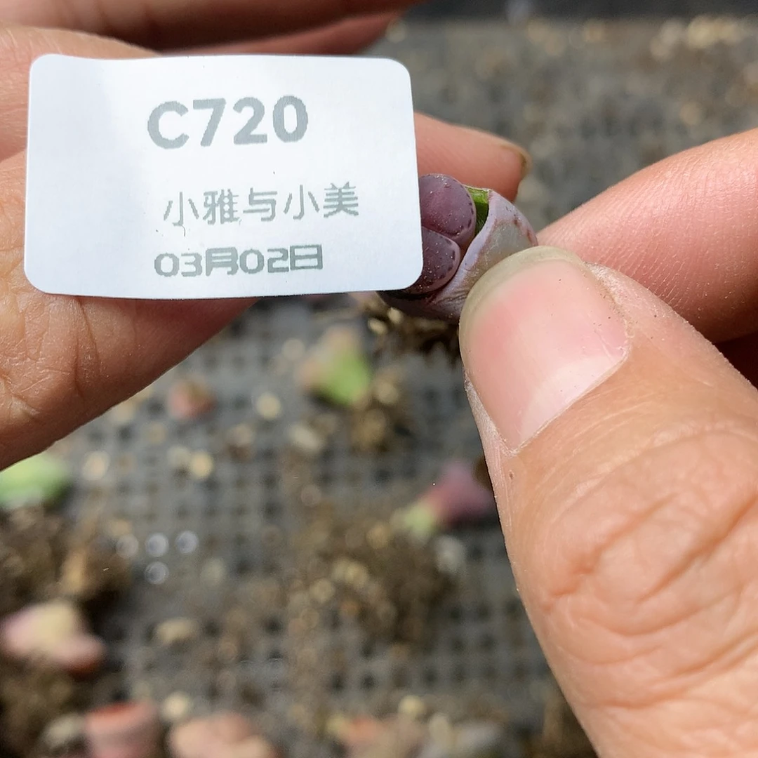 C720多肉植物保护