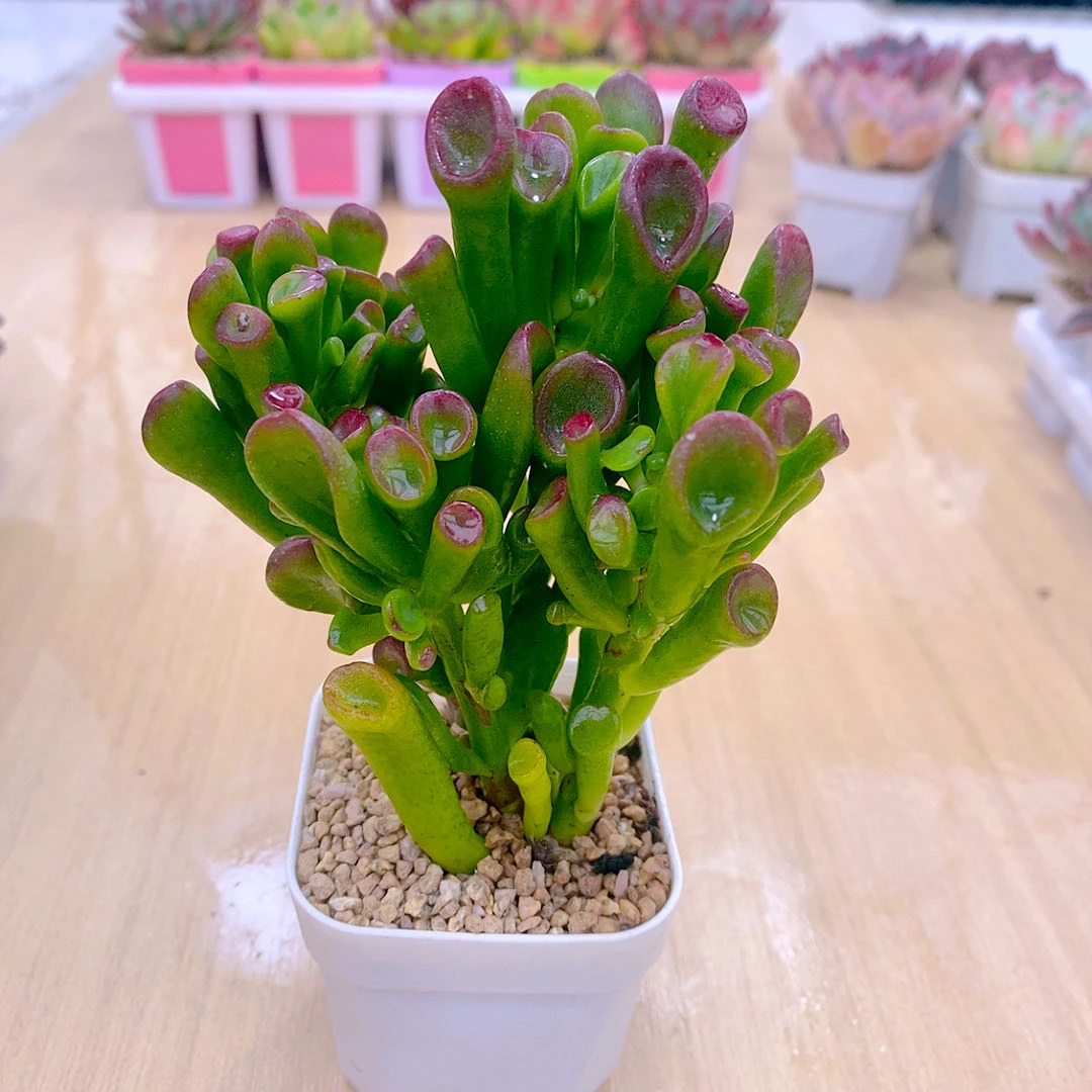 多肉植物吸才树送盆包邮