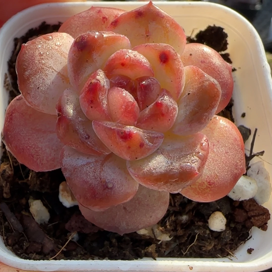 小卡拉米糖心一物一拍