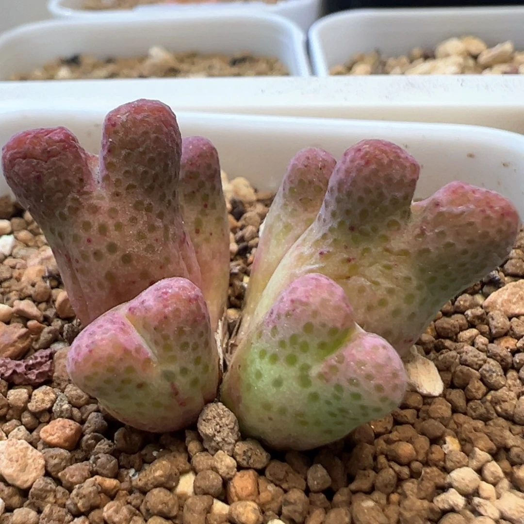 大型斑马 肉锥植物