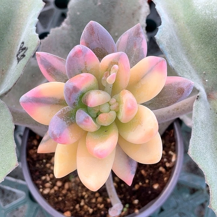 紫丽殿锦一物一拍锦龙