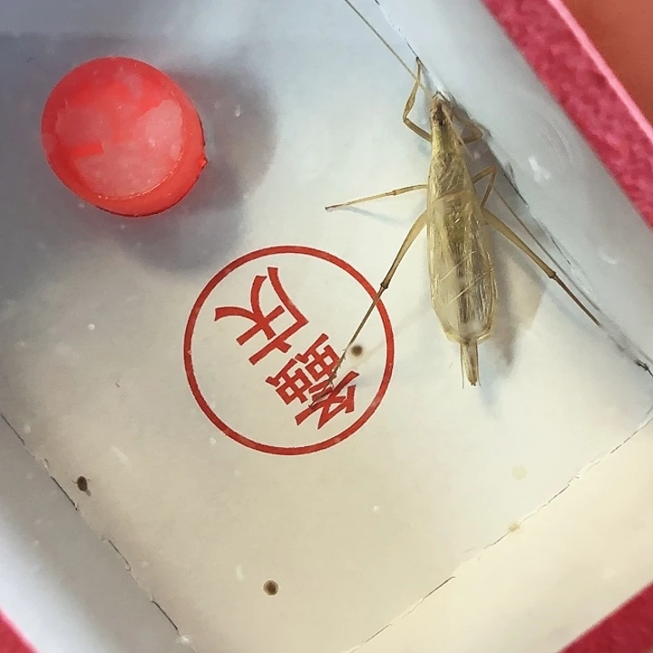 柬竹单口野生2只啊啊啊啊啊啊