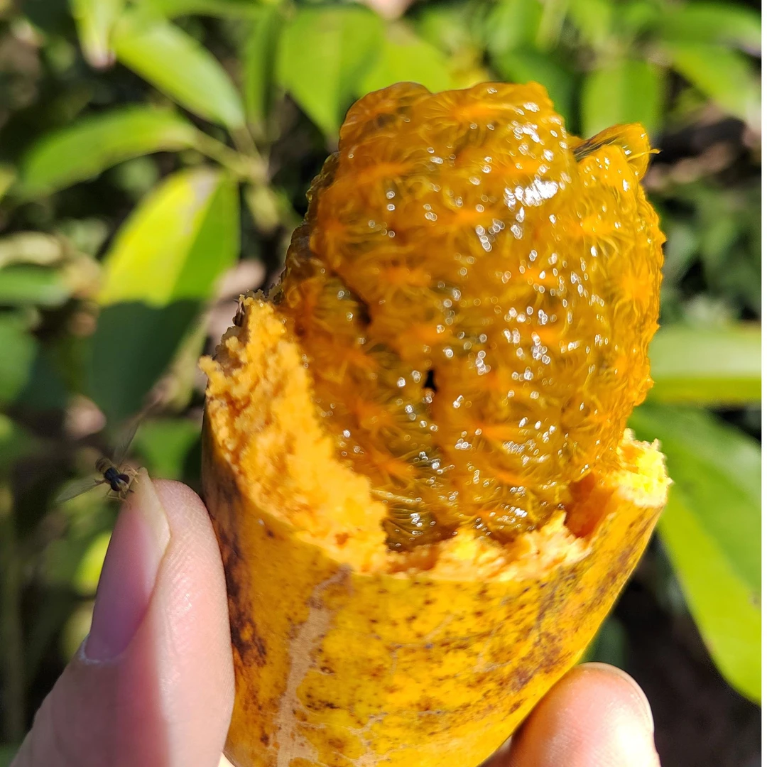 福建深山野果九月黄奇特水果萝藤包多汁木通果野芒果罕见水果福建省